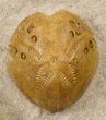 Two Lovenia Sea Urchin Fossil - Beaumaris, Australia #31072-2
